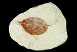 Miocene Fossil Leaf (Populus) - Augsburg, Germany #139446-1